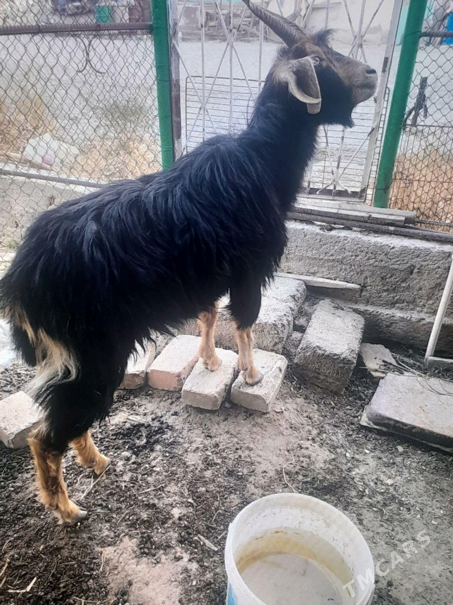 Geçi - Гызыларбат - img 3