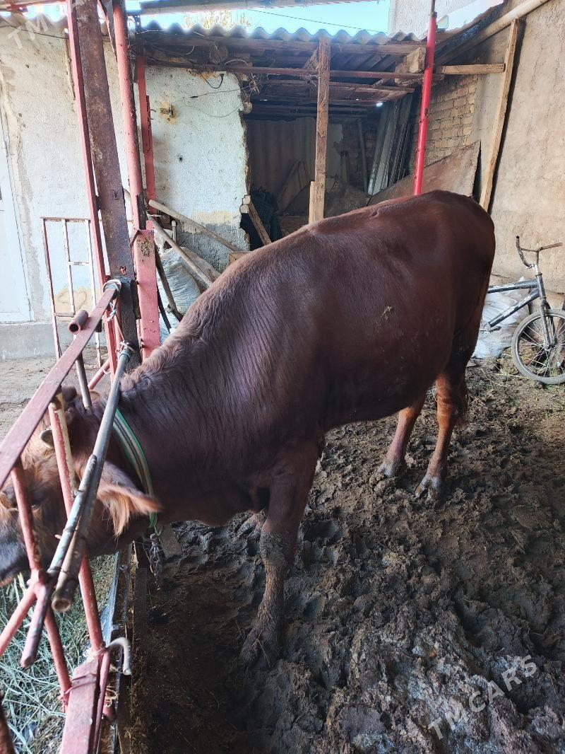 öküzler bakymda duran - Хитровка - img 2