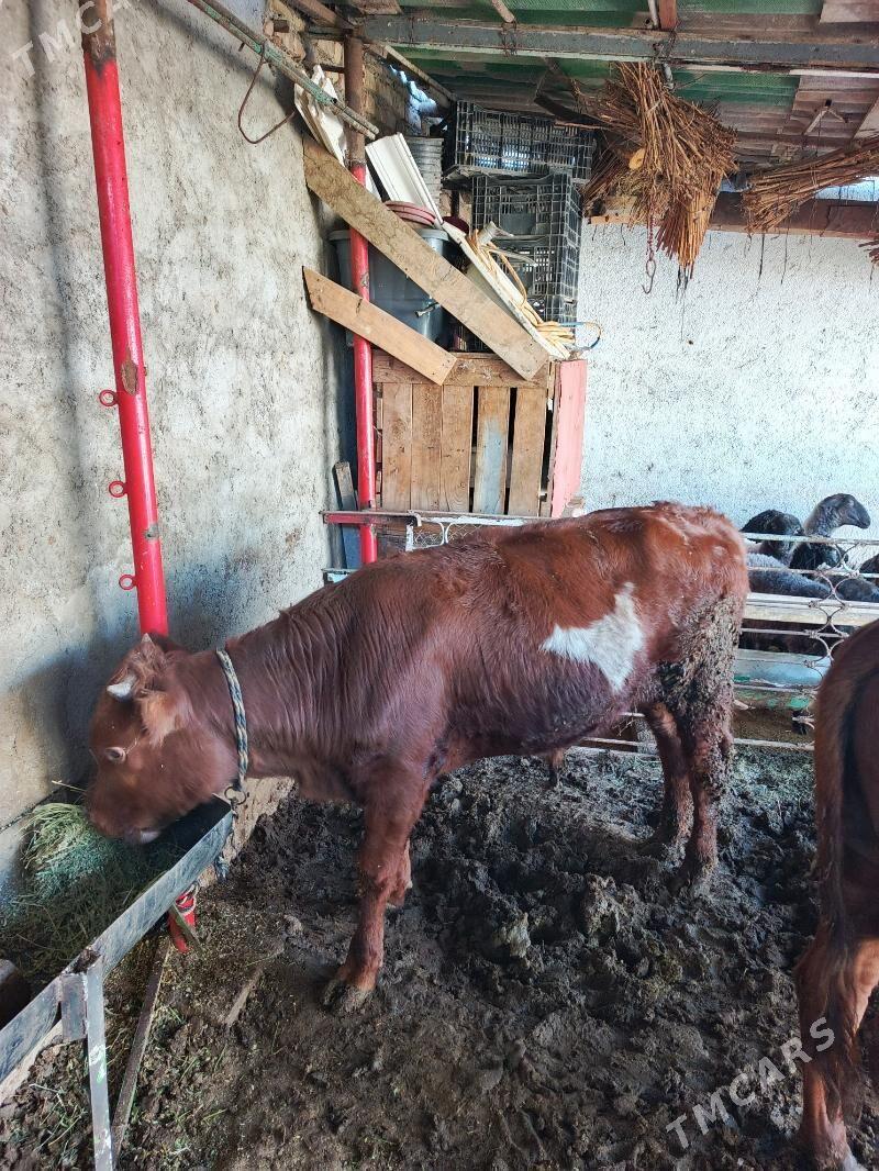 öküzler bakymda duran - Хитровка - img 5