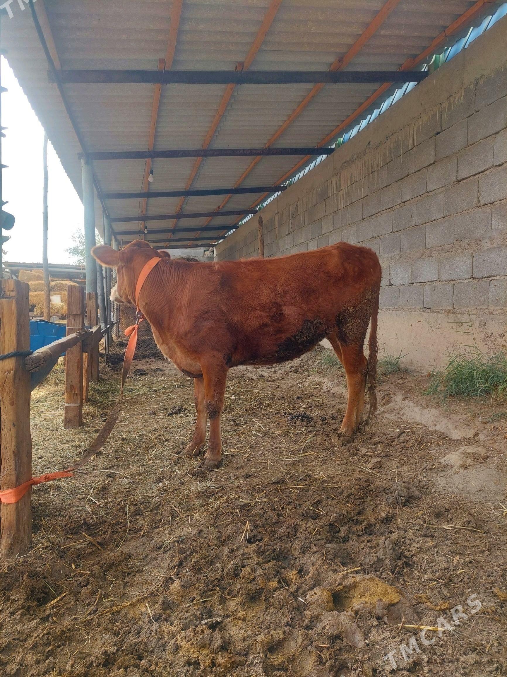 Tuwe Simental - Гёкдепе - img 2