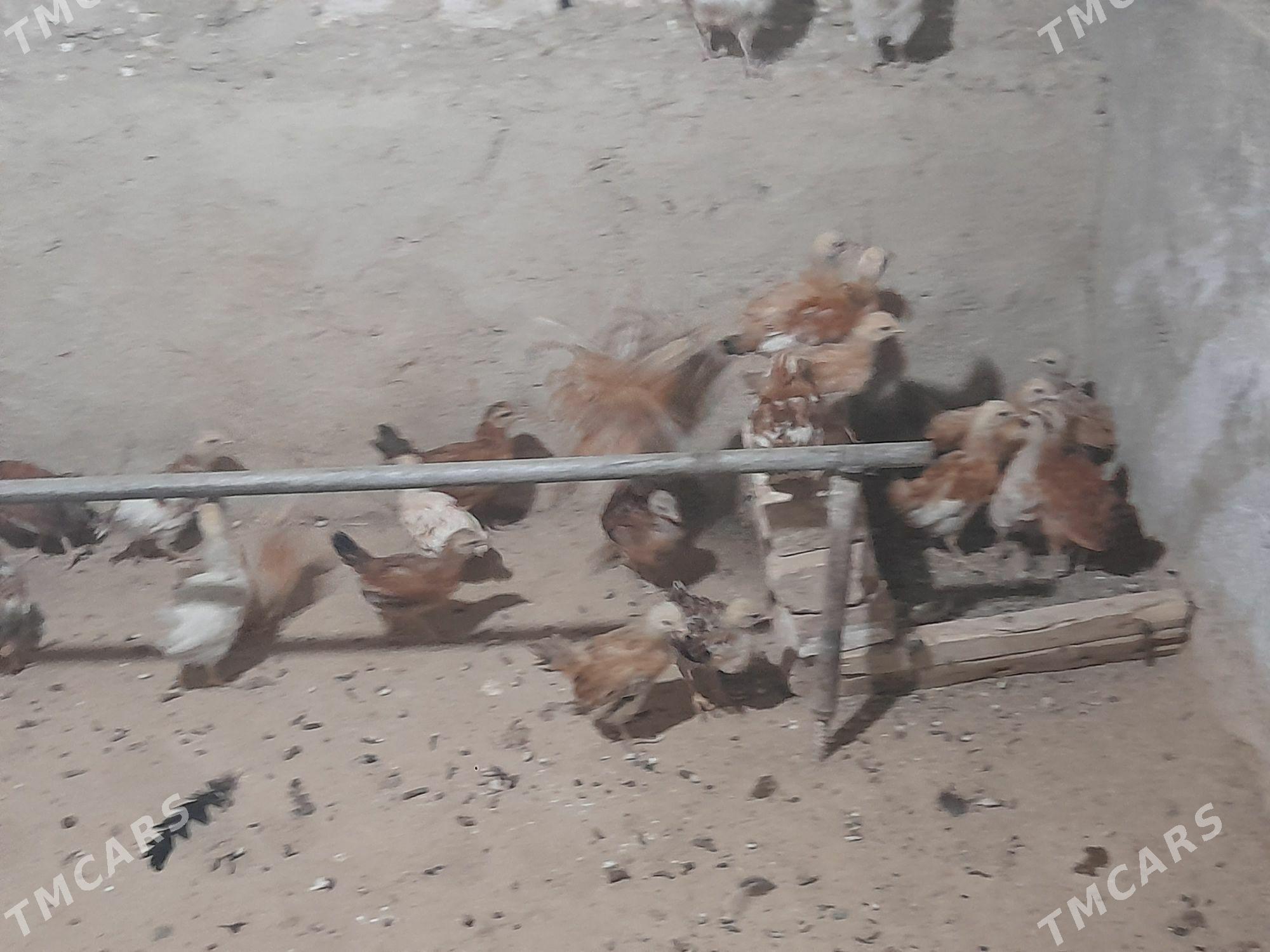 towuk juje - Bäherden - img 1