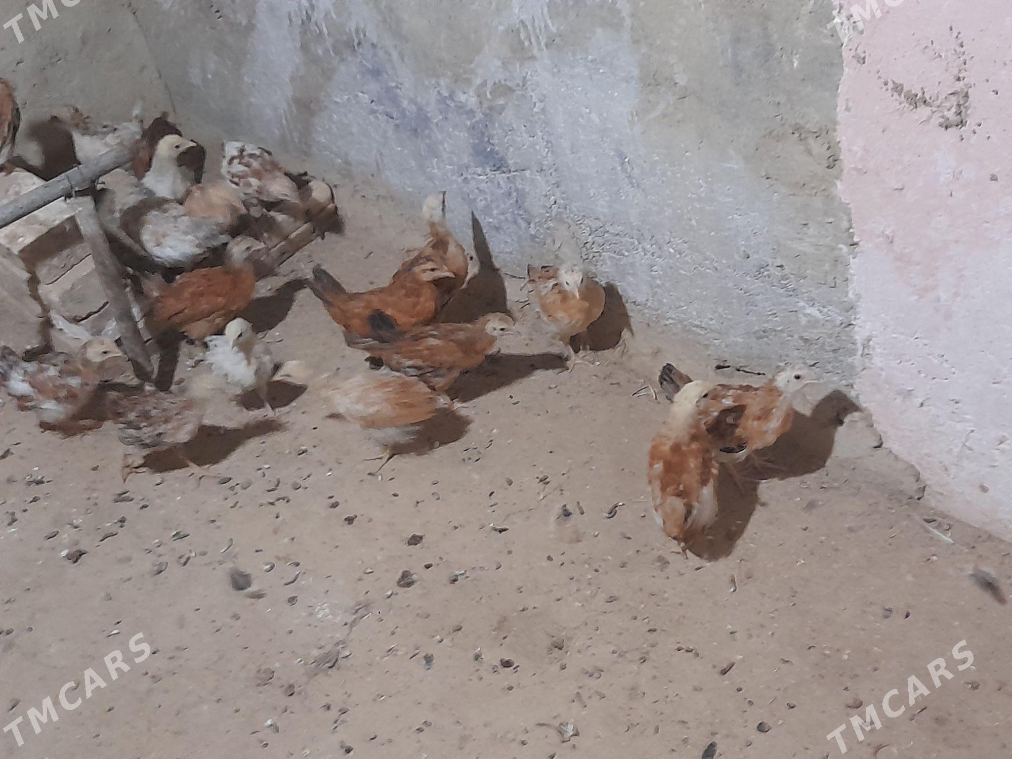 towuk juje - Bäherden - img 3