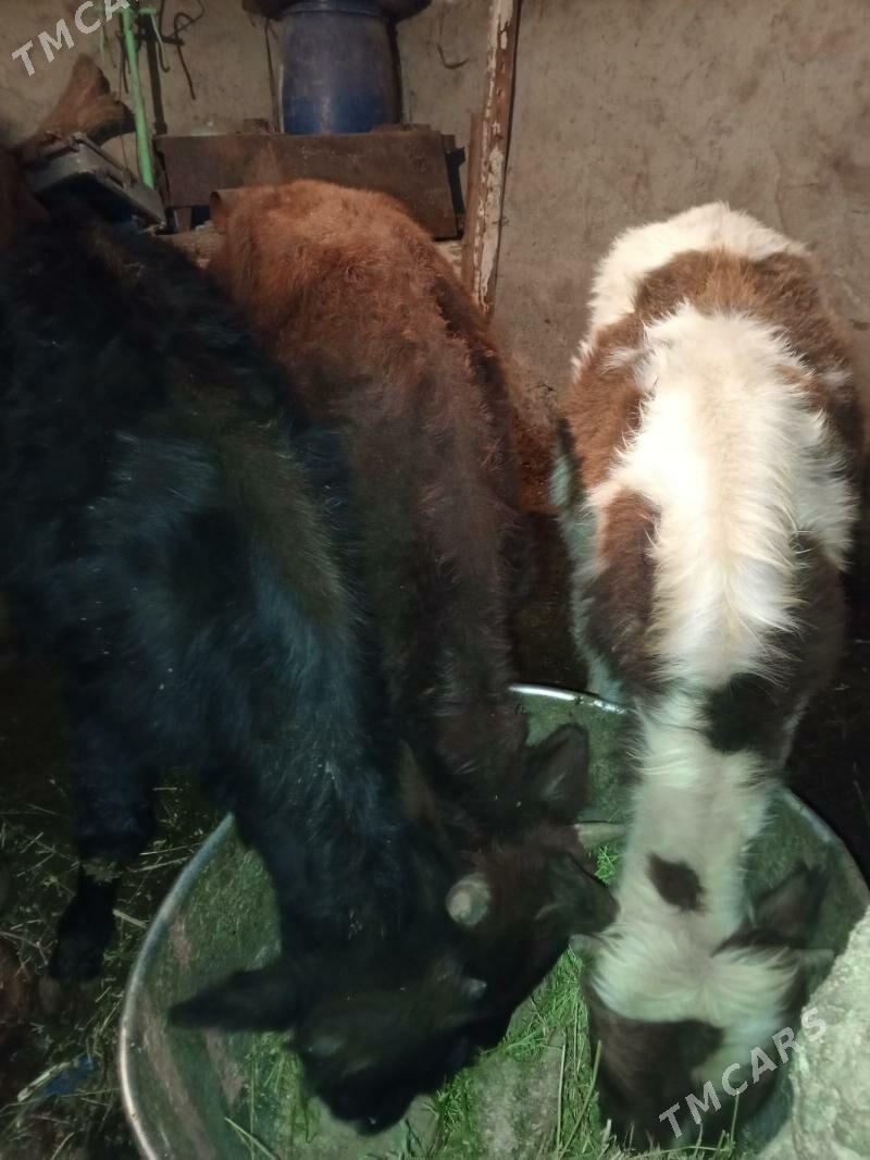 ÖKÜZLER - Aşgabat - img 1