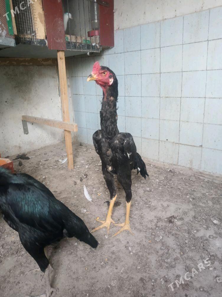 Taşkent - Гёкдепе - img 3