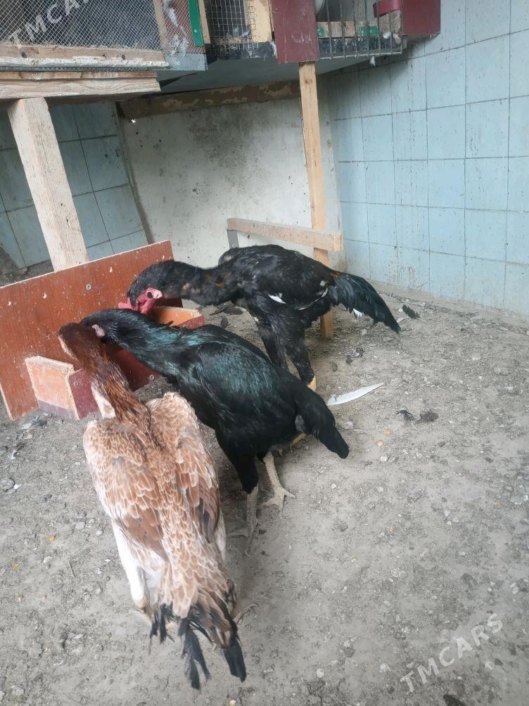 Taşkent - Гёкдепе - img 4