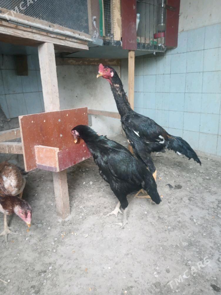 Taşkent - Гёкдепе - img 2