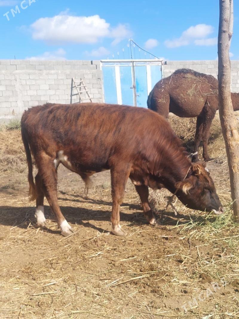 Okuz - Гёкдепе - img 2