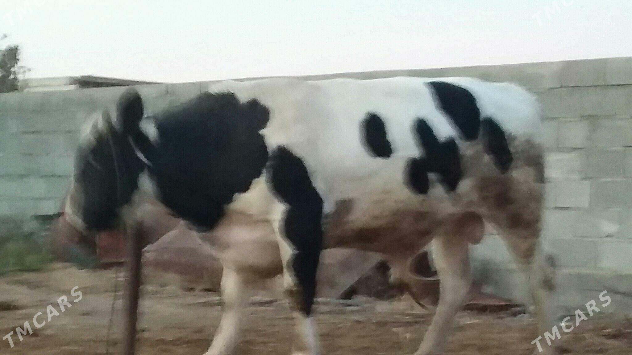 öküz - Бахарден - img 3