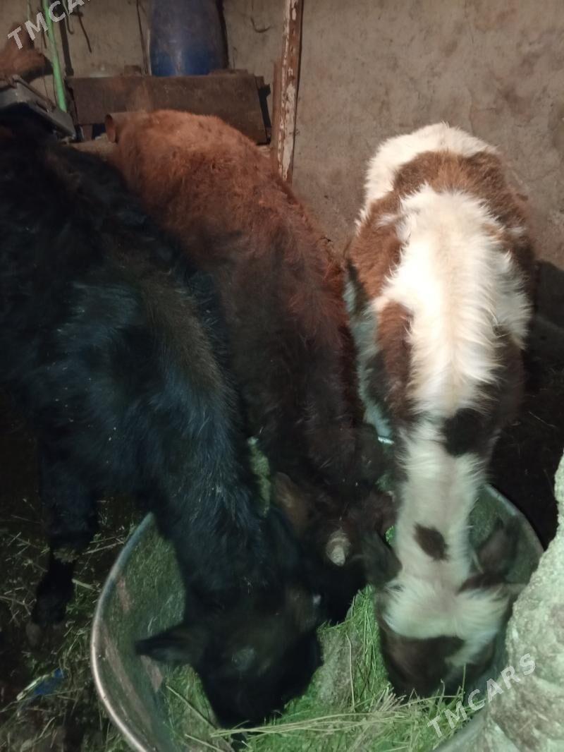 ÖKÜZLER - Aşgabat - img 3