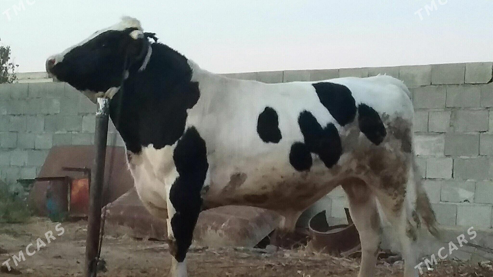 öküz - Бахарден - img 2