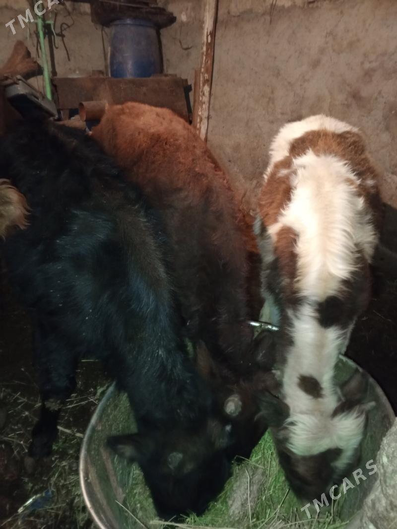 ÖKÜZLER - Aşgabat - img 4