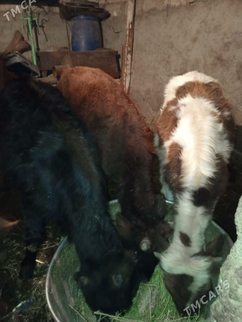 ÖKÜZLER - Aşgabat - img 2