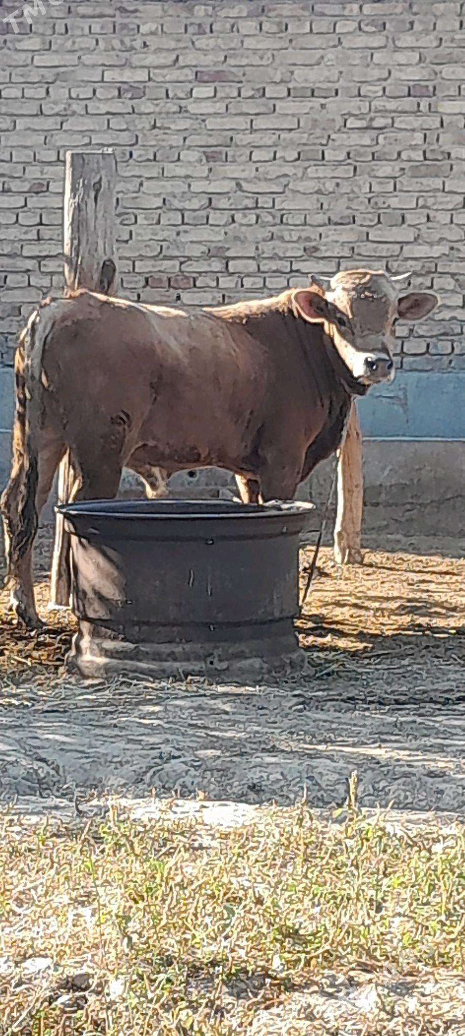 okiz - Бахарден - img 1