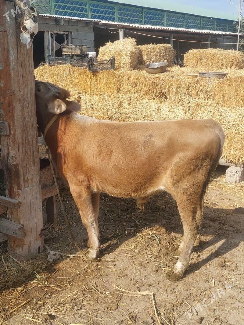 Okuz - Гёкдепе - img 2