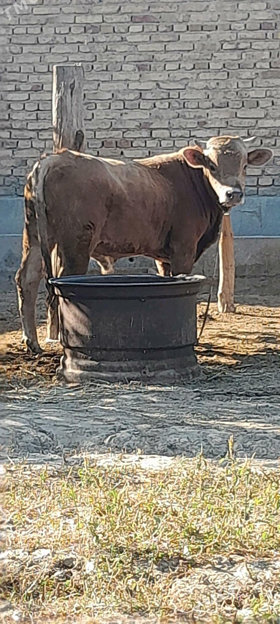 okiz - Бахарден - img 3