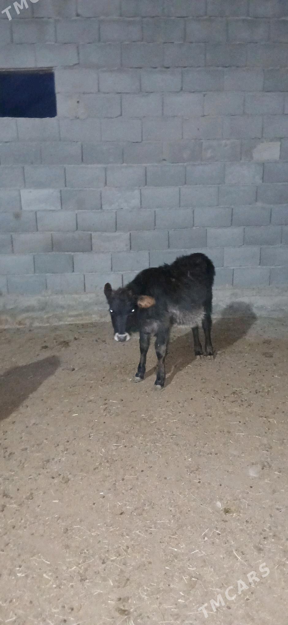 Göleli sygyr - Bäherden - img 2