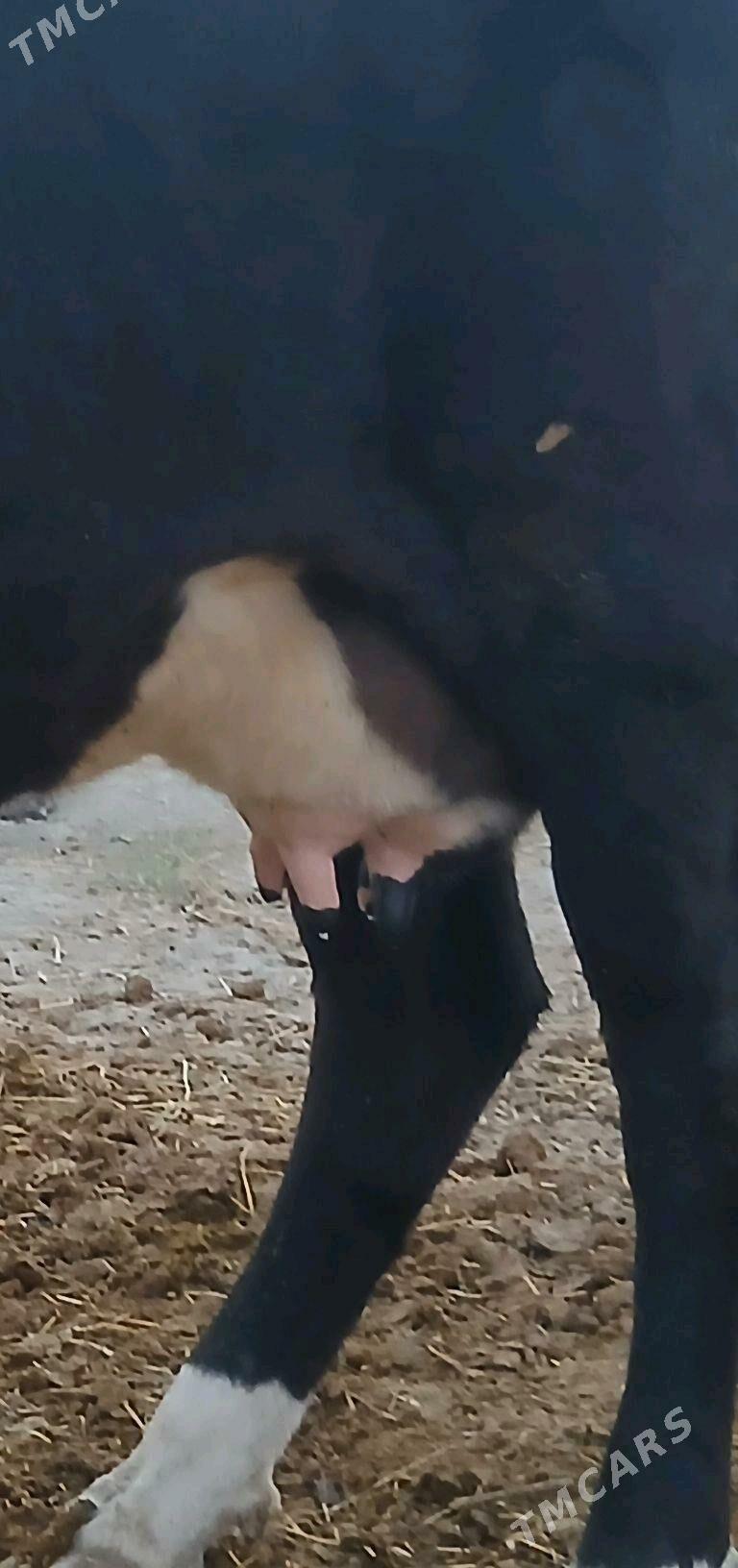 Göleli sygyr - Bäherden - img 3