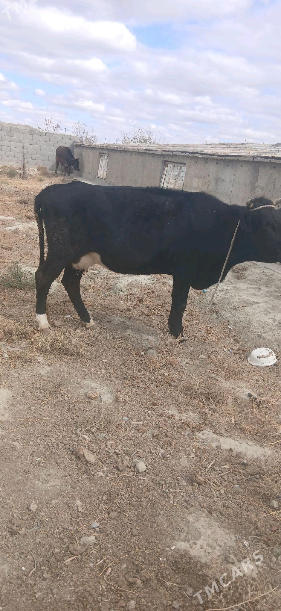 Göleli sygyr - Bäherden - img 1