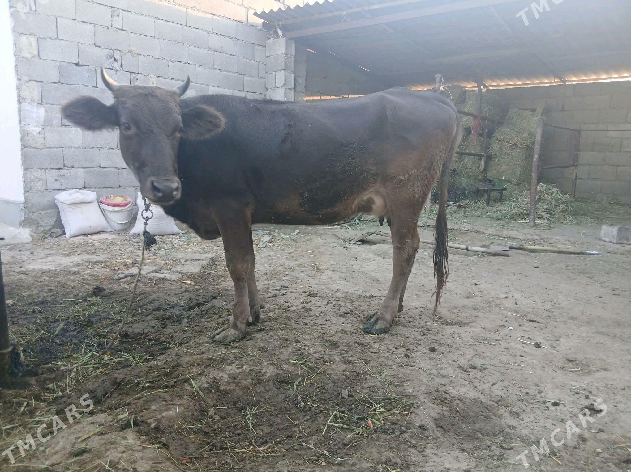 goleli sygyr - Bäherden - img 1