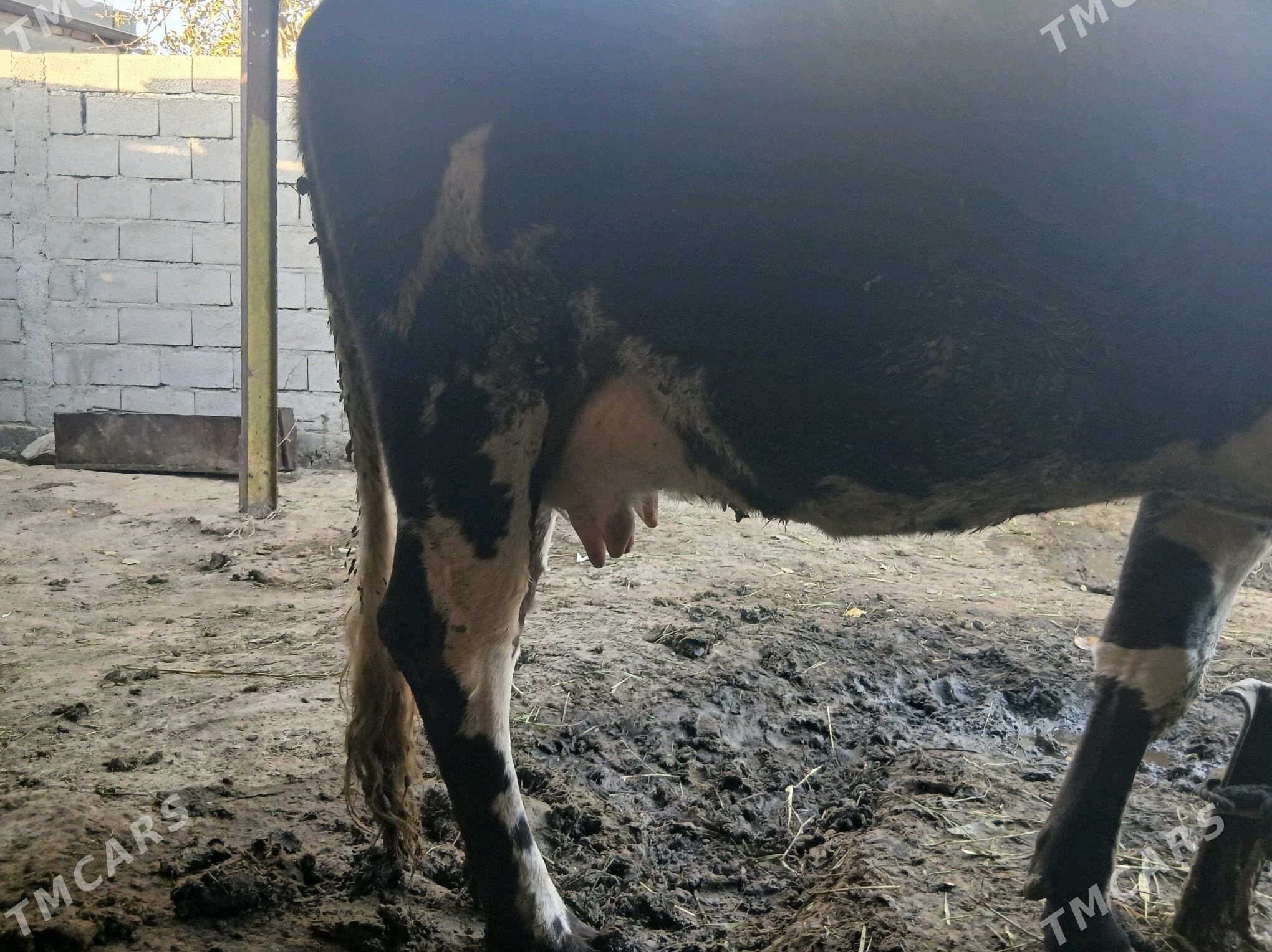 goleli sygyr - Bäherden - img 3