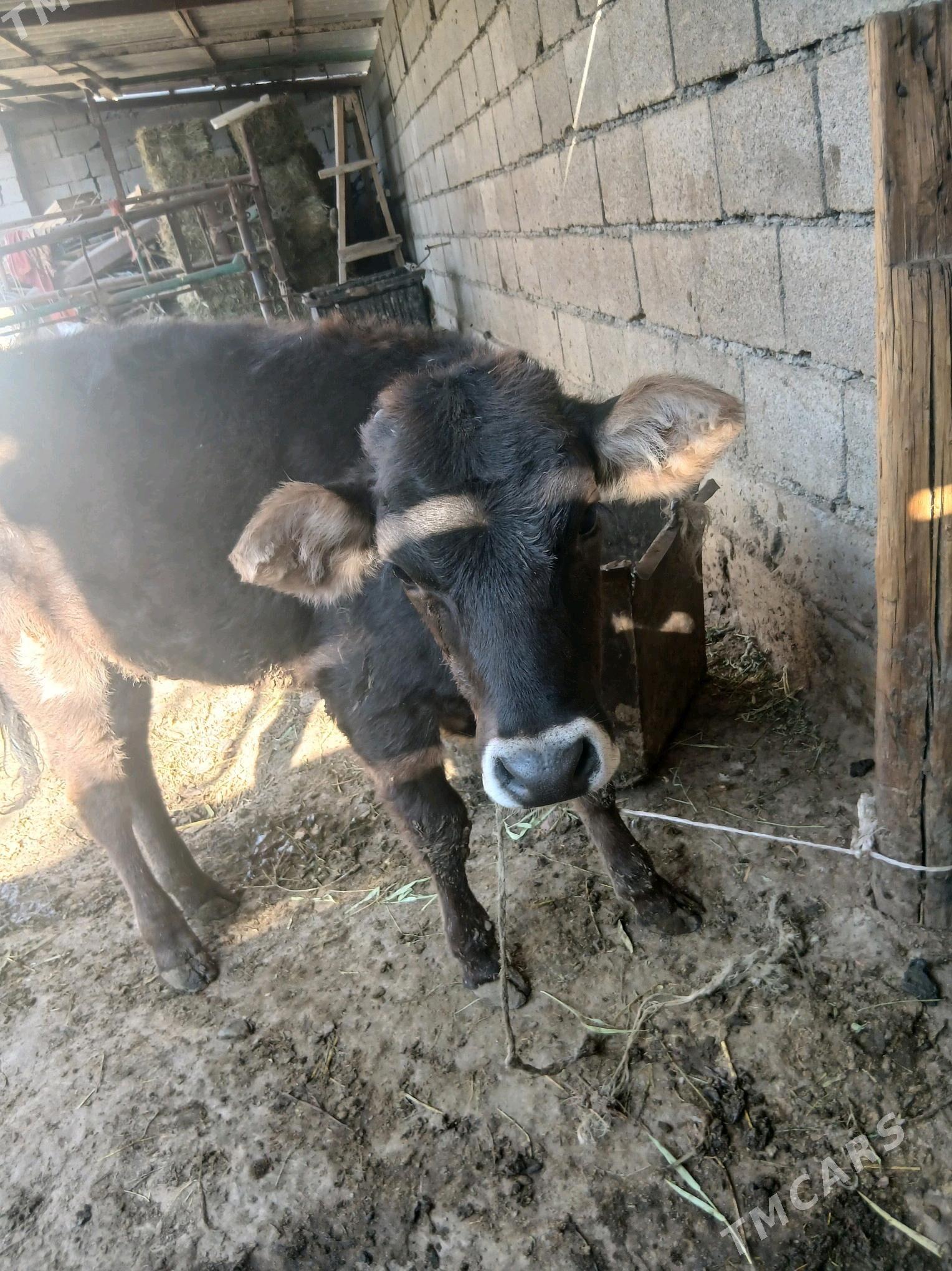 goleli sygyr - Bäherden - img 6