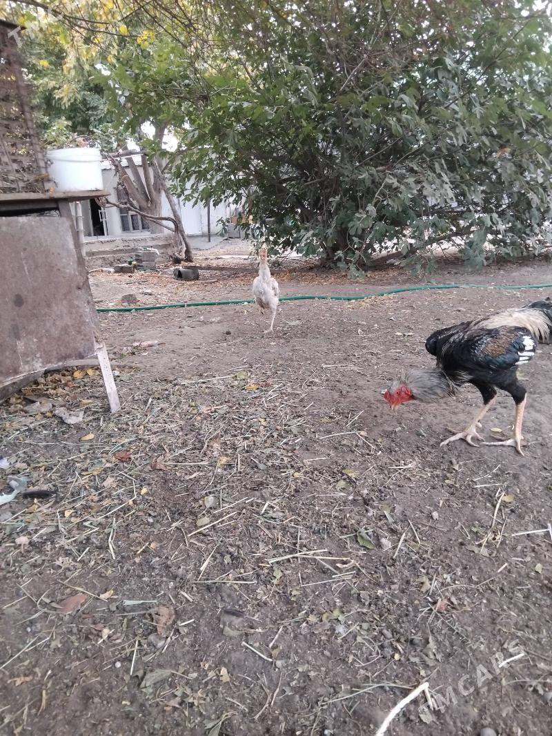 Taskent xoraz - Кипджак - img 1