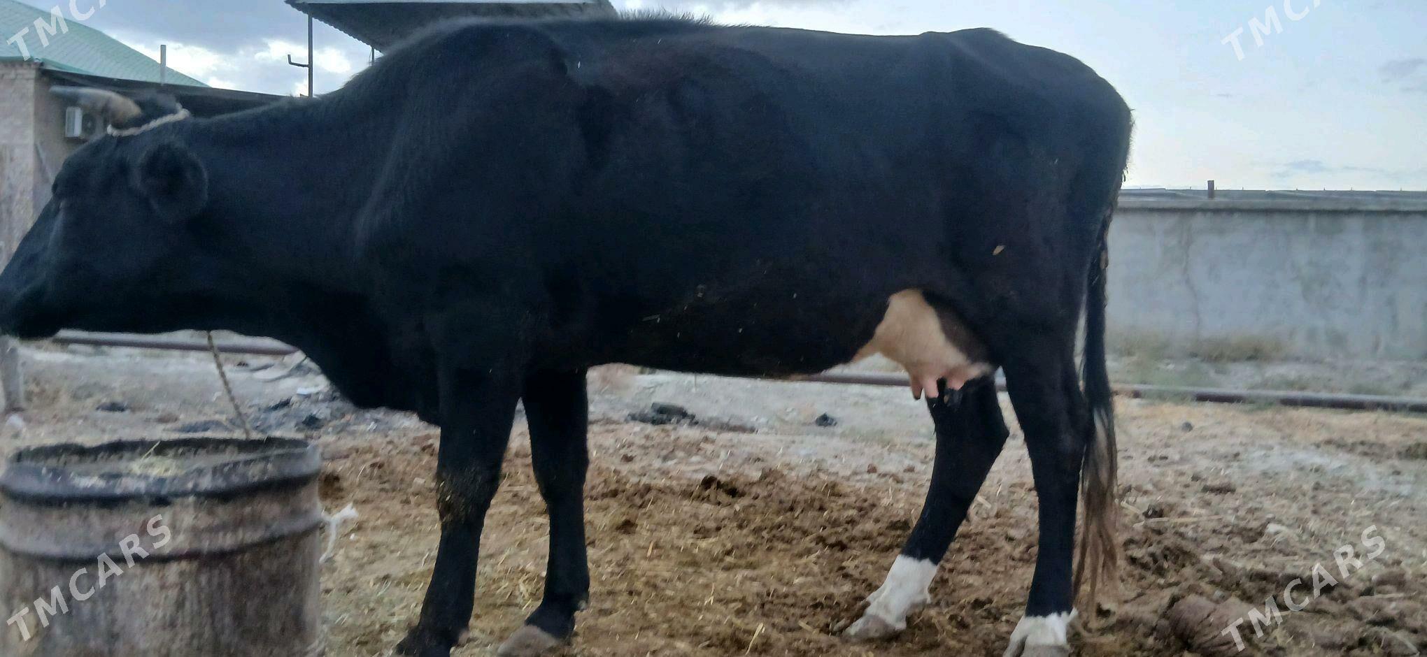 Göleli sygyr - Bäherden - img 4