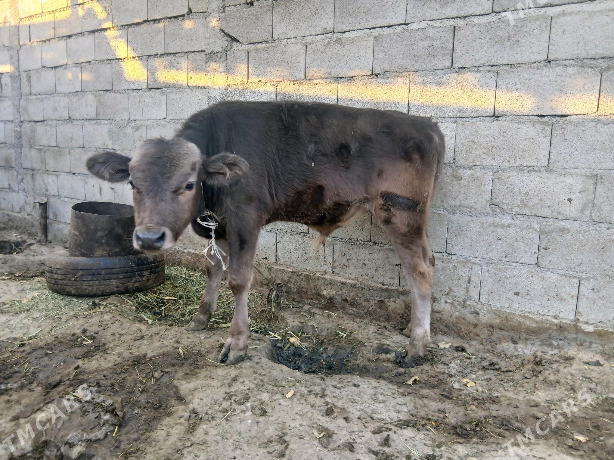 goleli sygyr - Bäherden - img 5