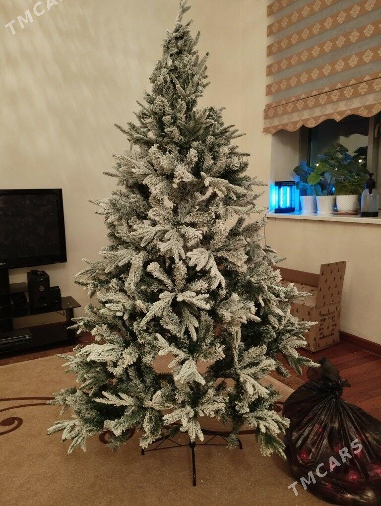 Arça,yolka - Aşgabat - img 1