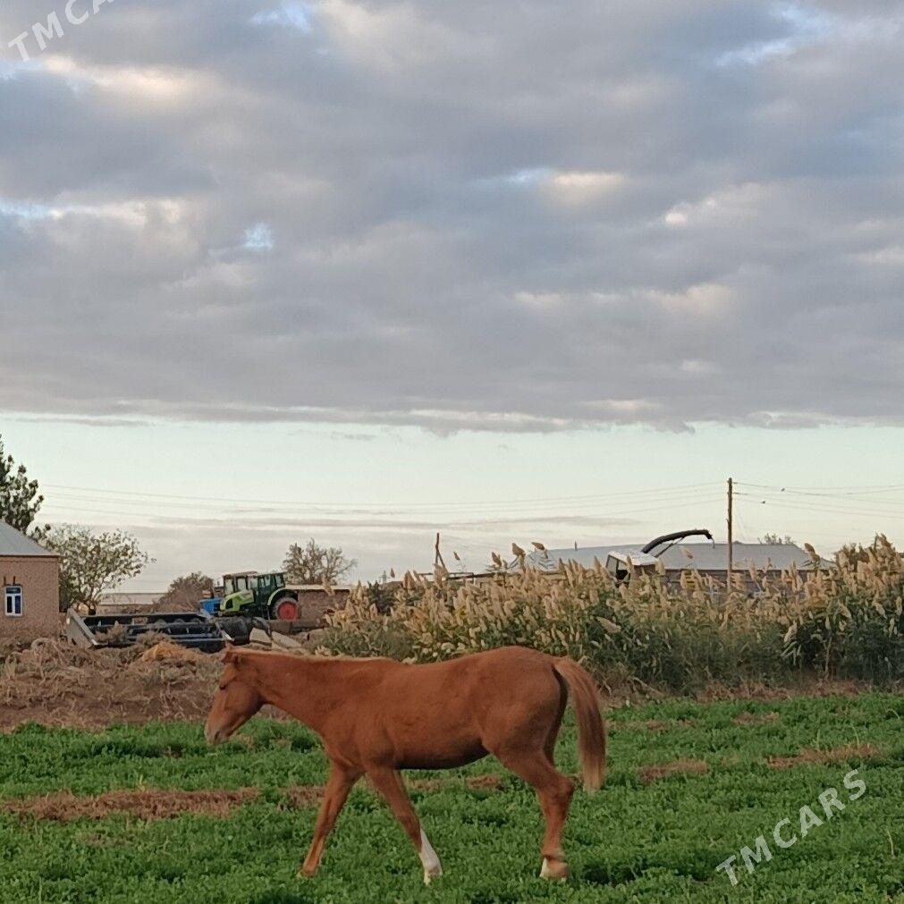 baytal - Огуз хан - img 1