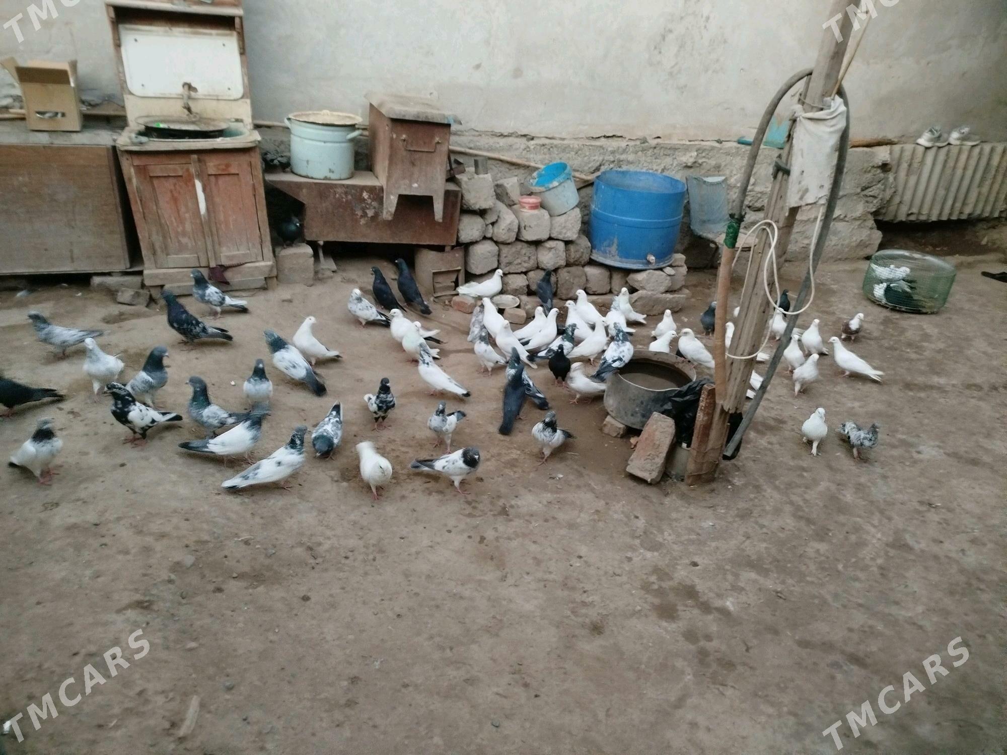 kepteri - Фарап - img 3