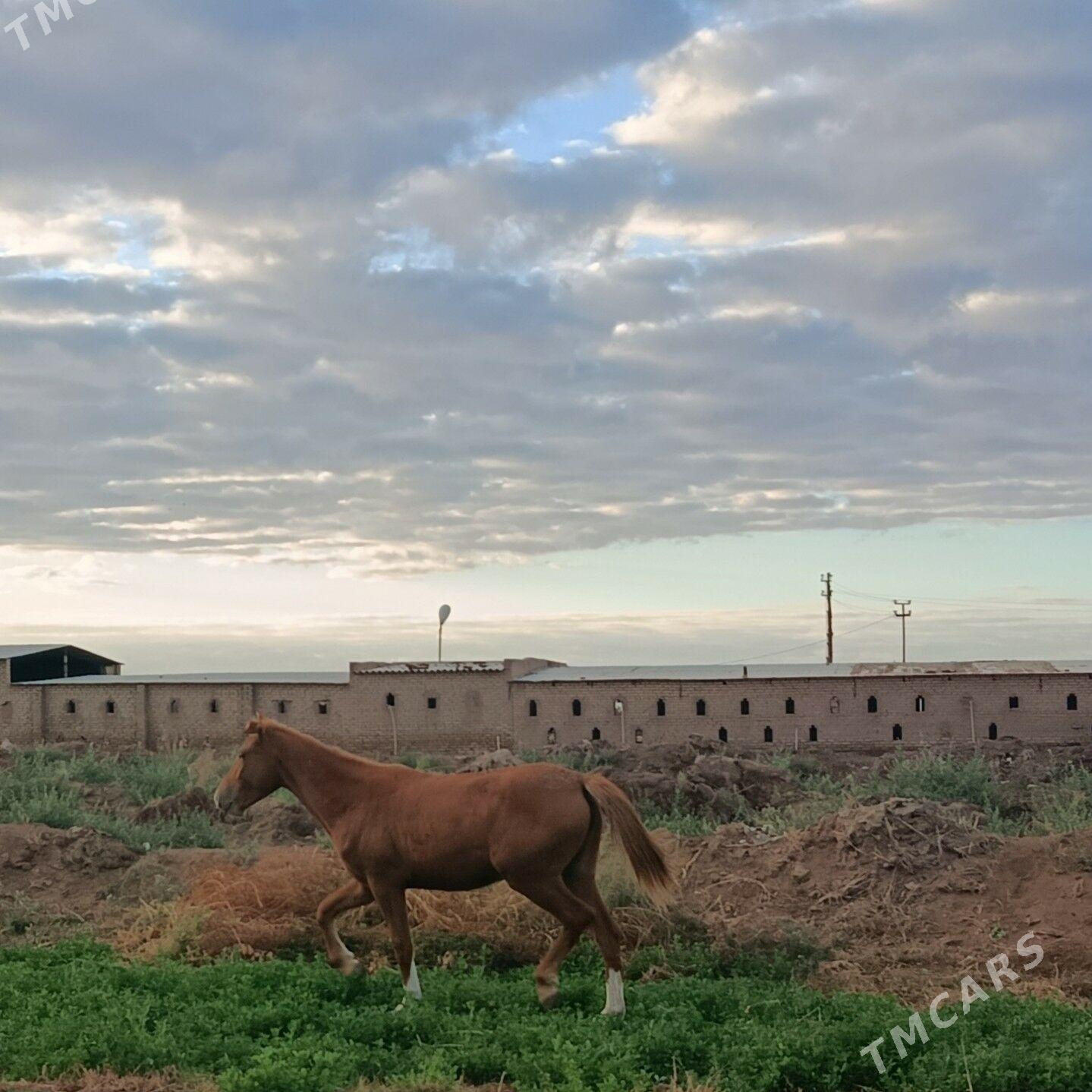 baytal - Огуз хан - img 2