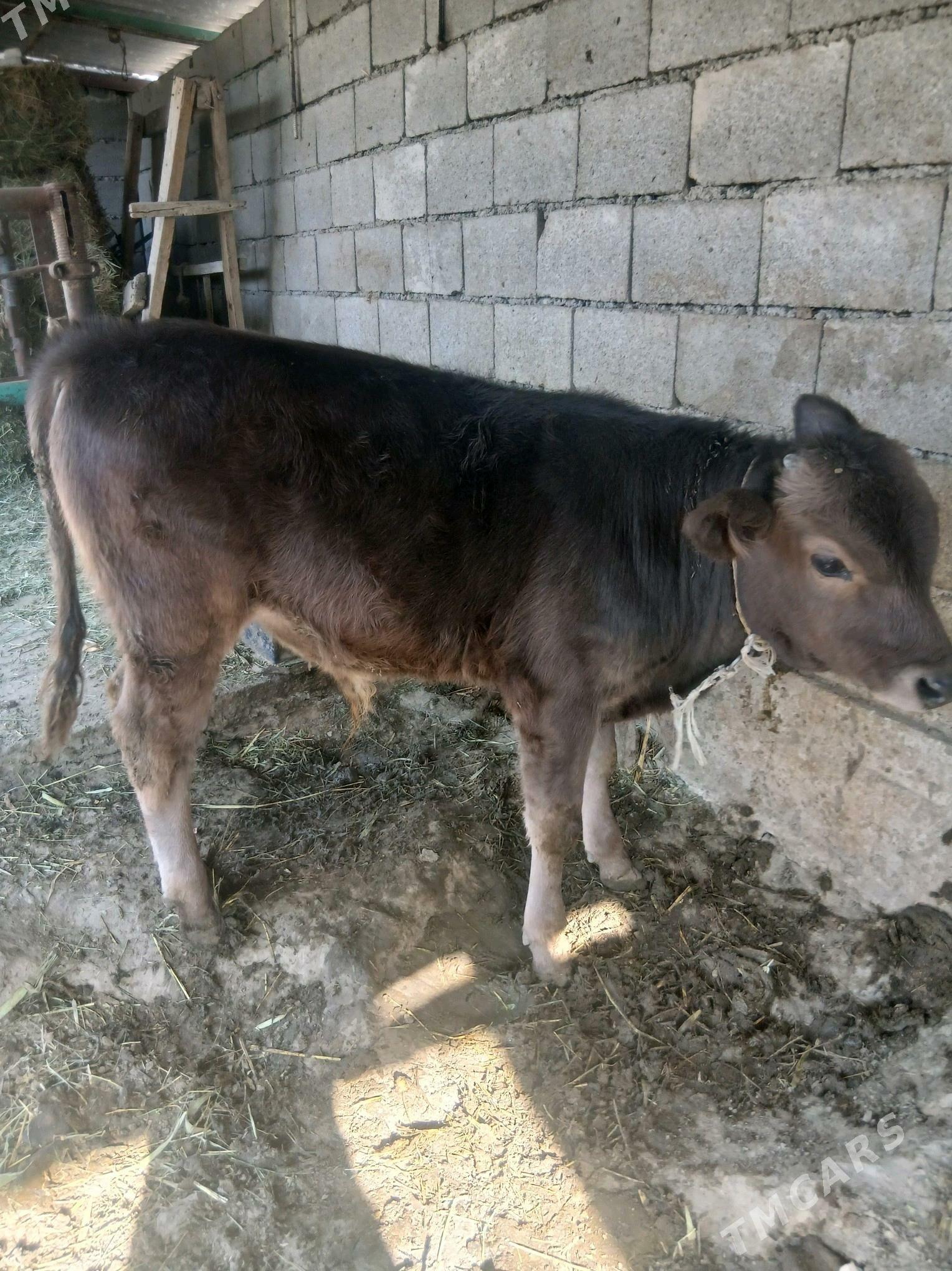 goleli sygyr - Bäherden - img 7