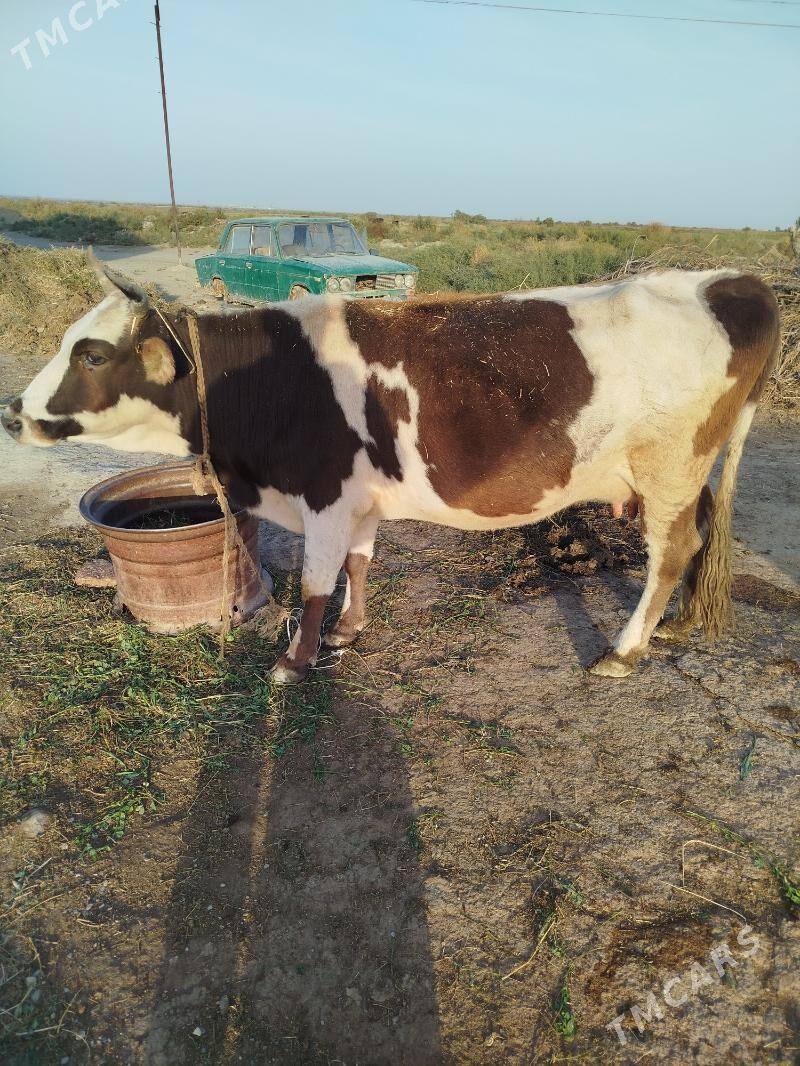 goleli sygyr - Bäherden - img 2