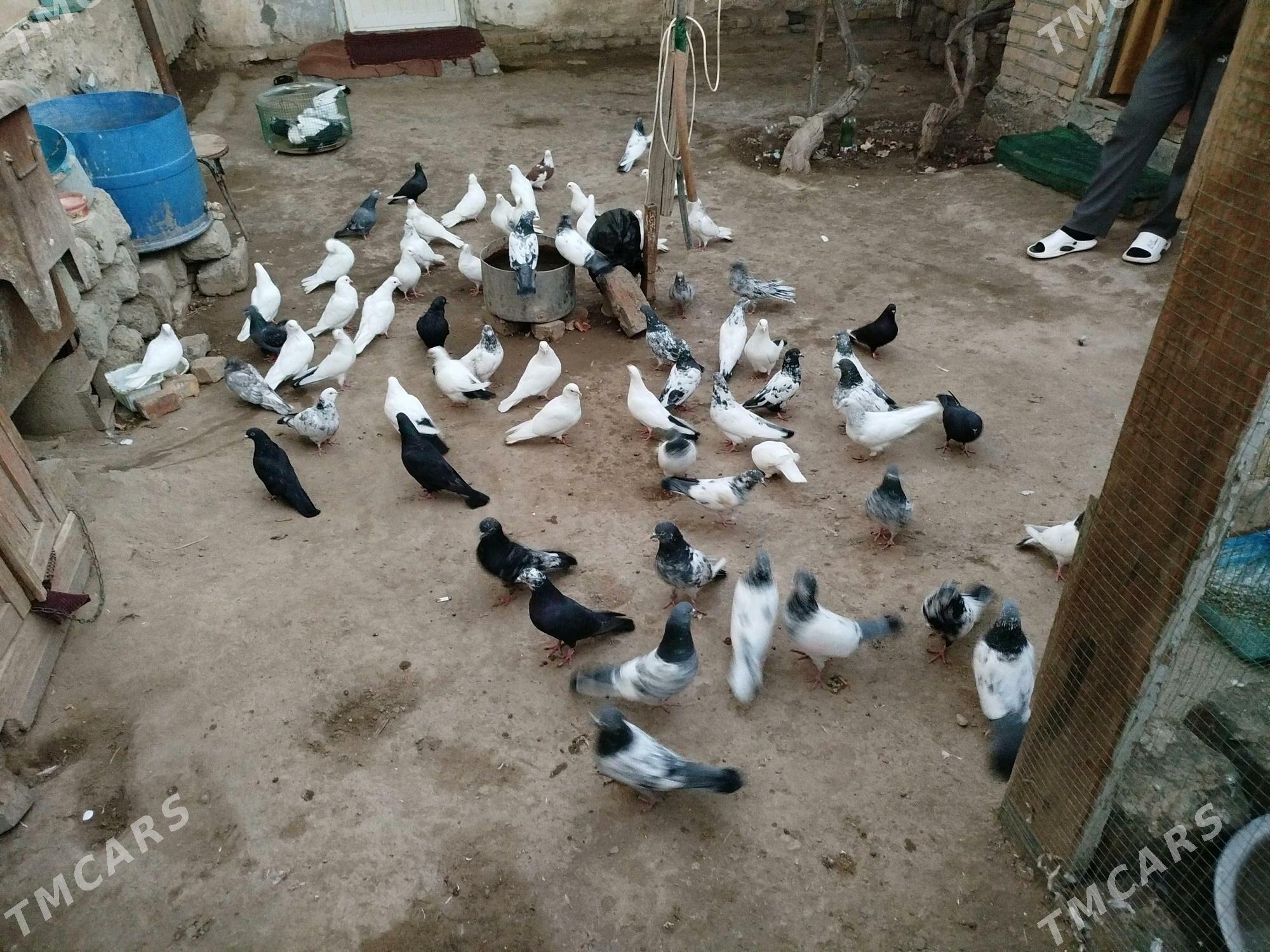 kepteri - Фарап - img 4