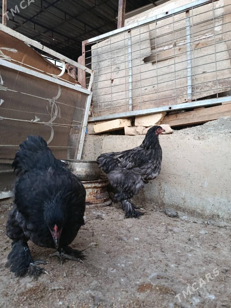 gara blu - Çoganly - img 2