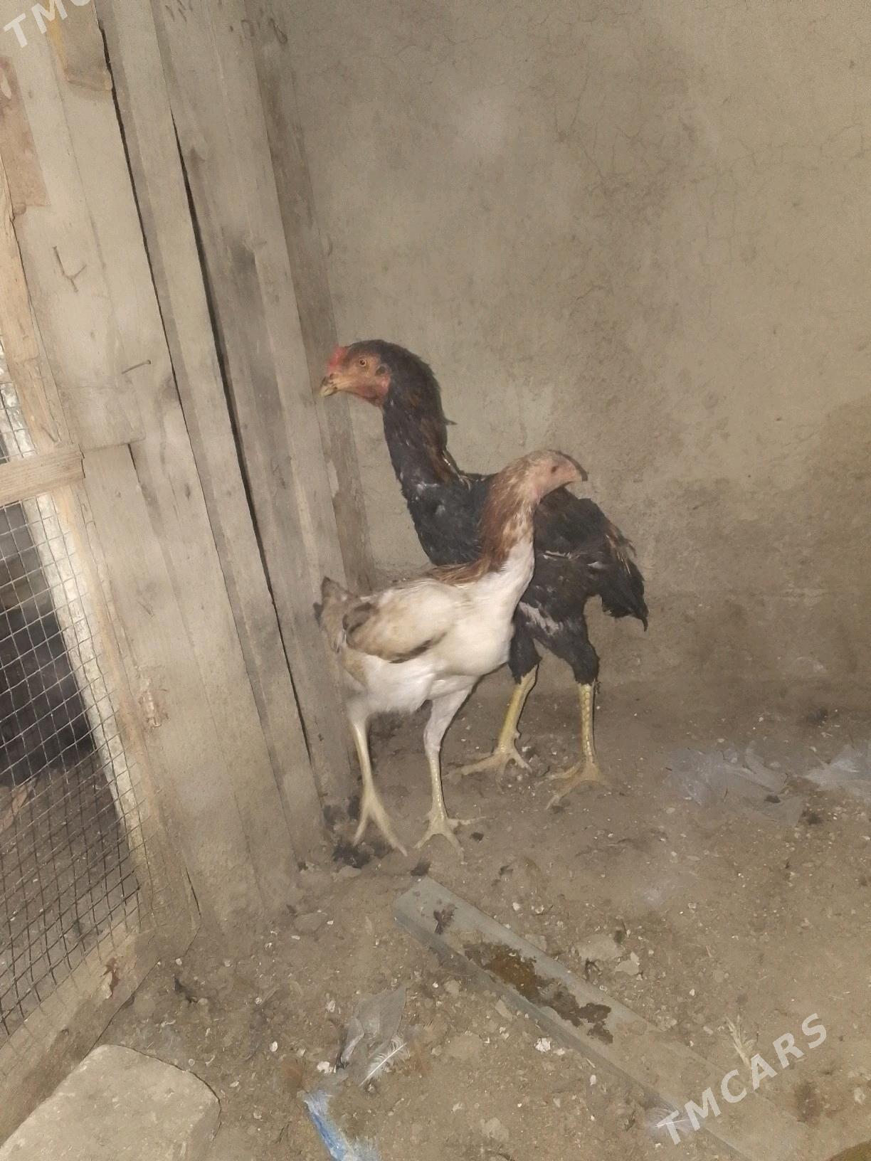 taskent - Aşgabat - img 2