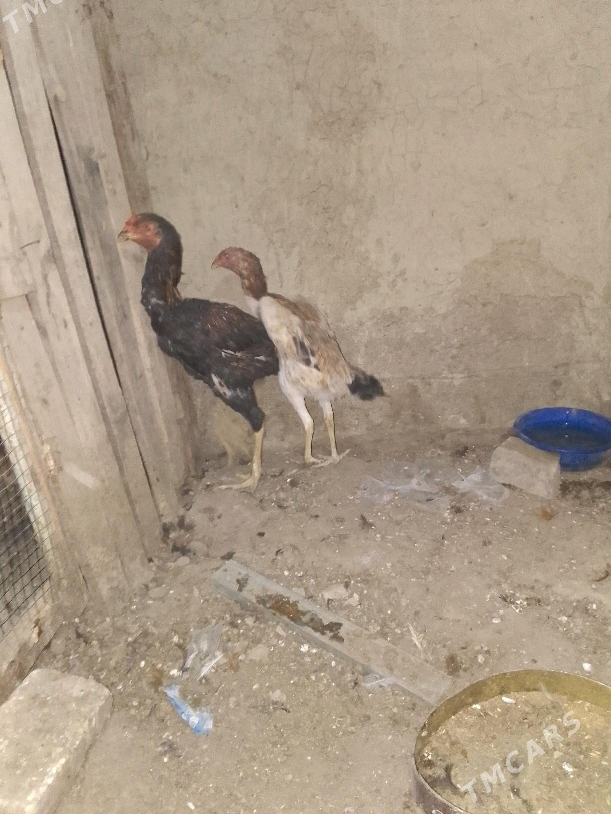 taskent - Aşgabat - img 3