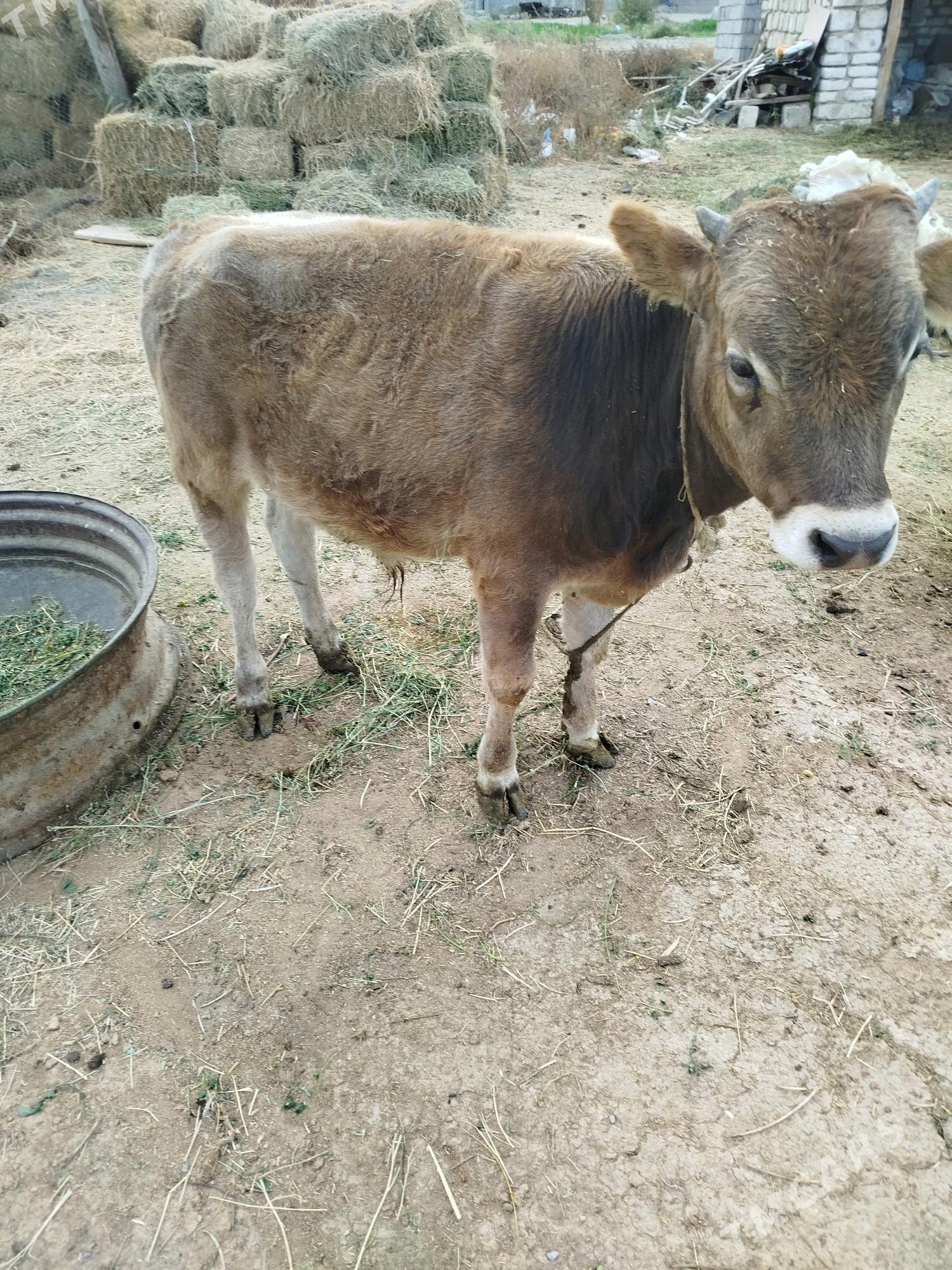 goleli sygyr - Bäherden - img 4