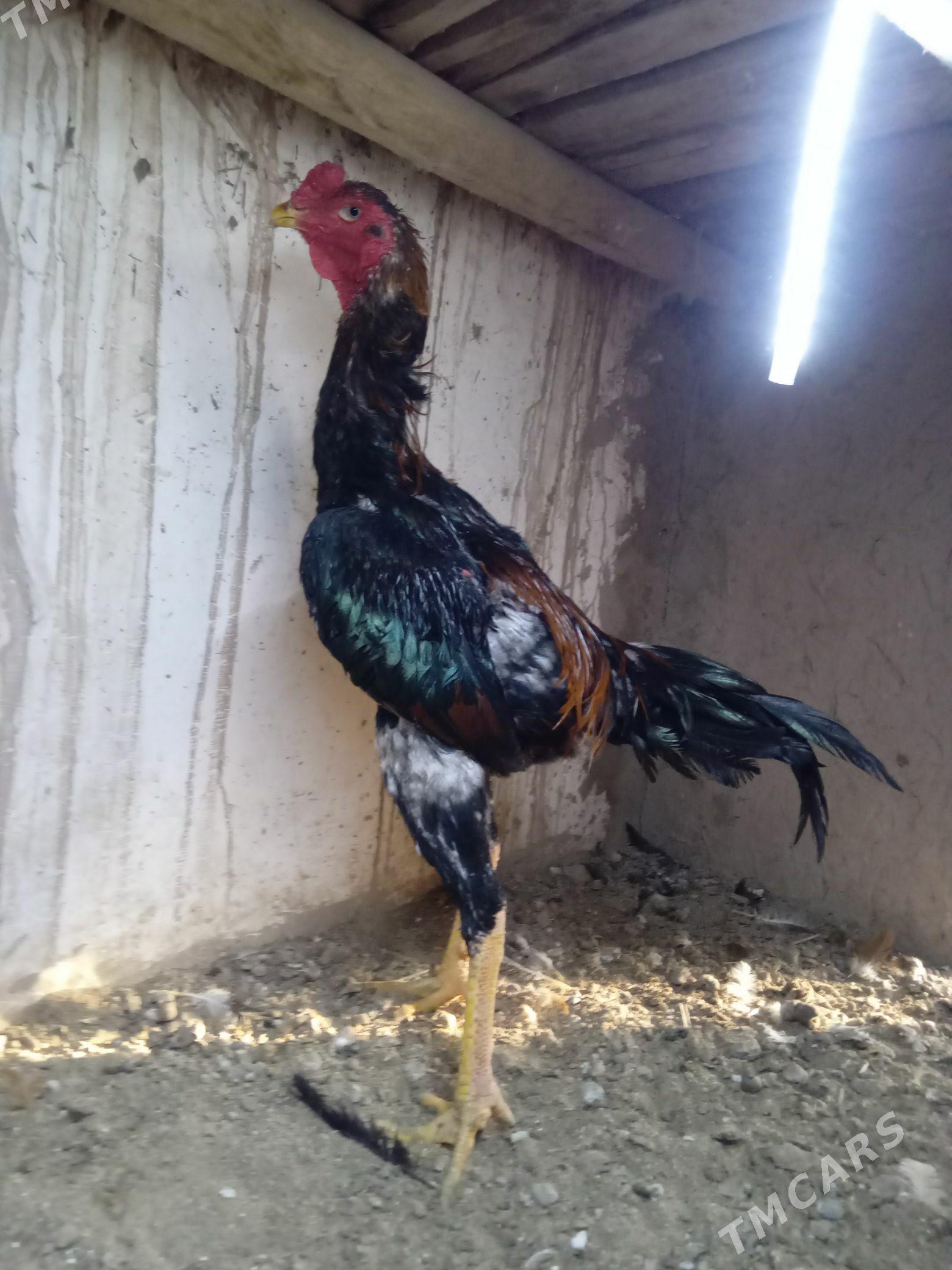 horaz - Шабатский этрап - img 1