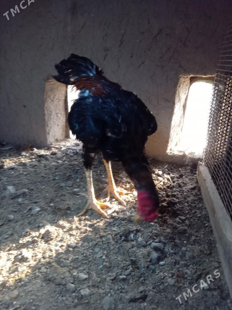 horaz - Шабатский этрап - img 4