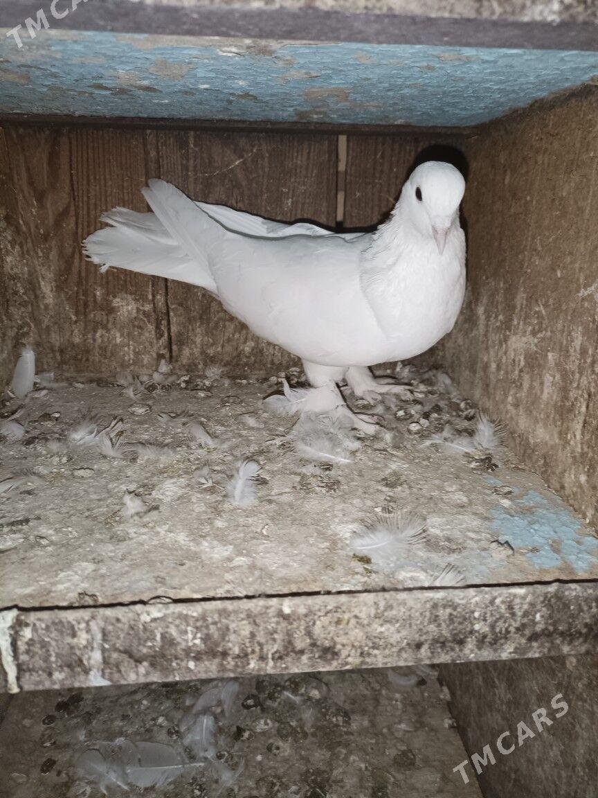 kepderi - Туркменабат - img 4