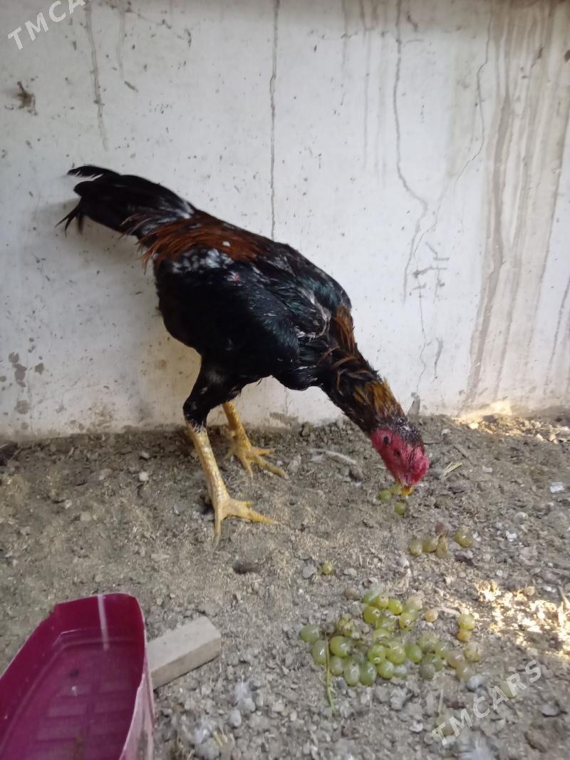 horaz - Шабатский этрап - img 3