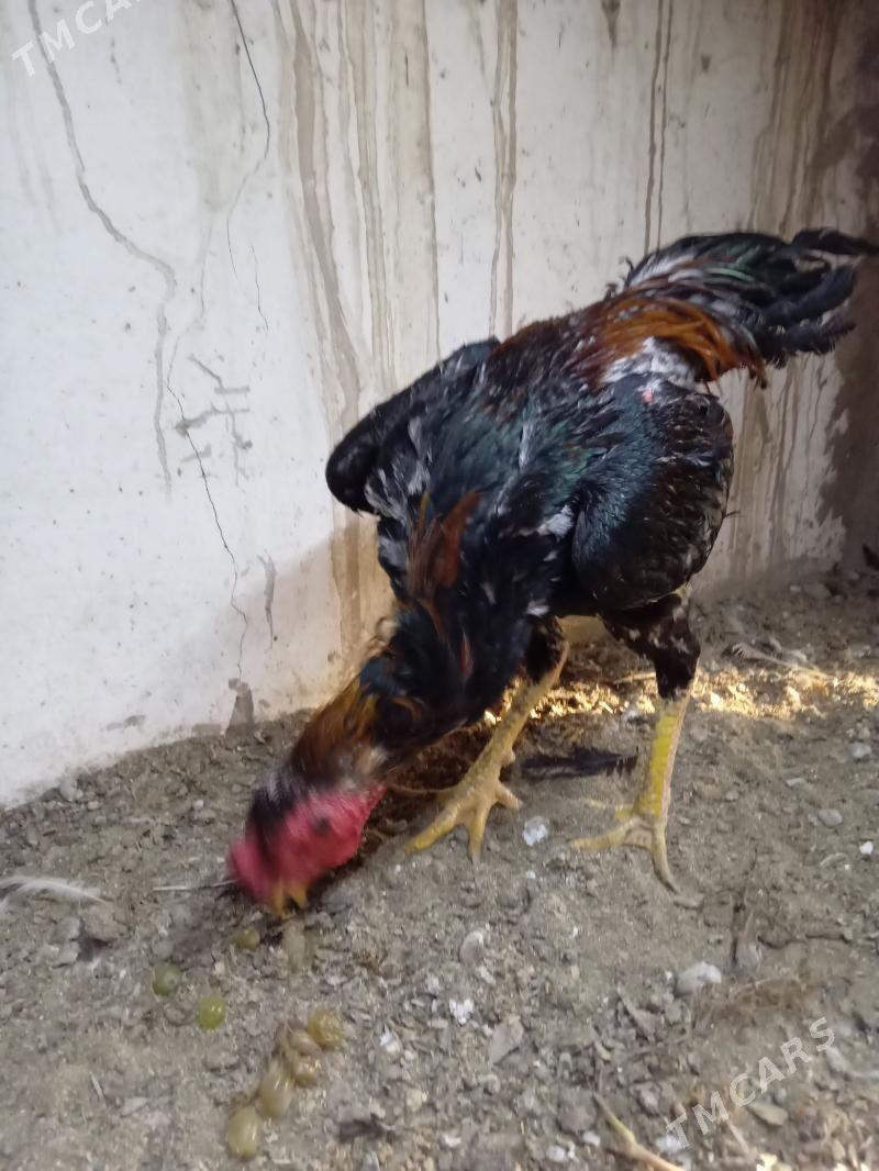 horaz - Шабатский этрап - img 2