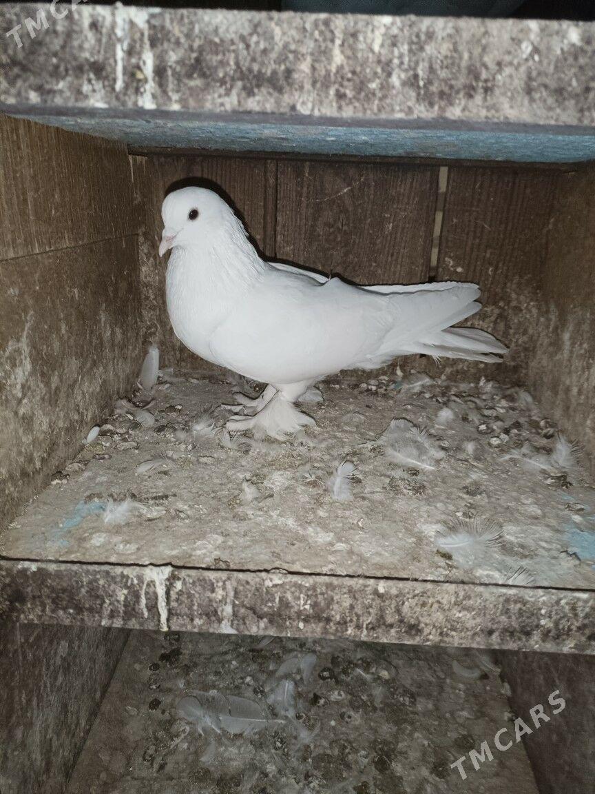 kepderi - Туркменабат - img 1