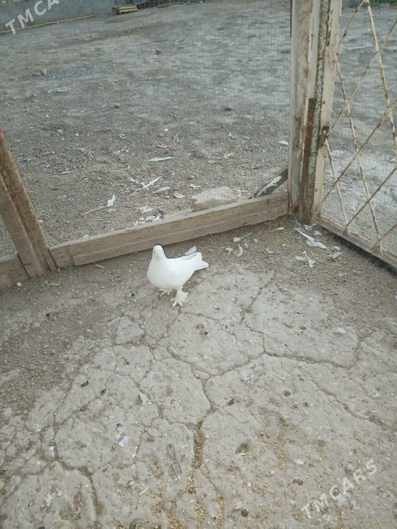 kepderi - Туркменабат - img 3