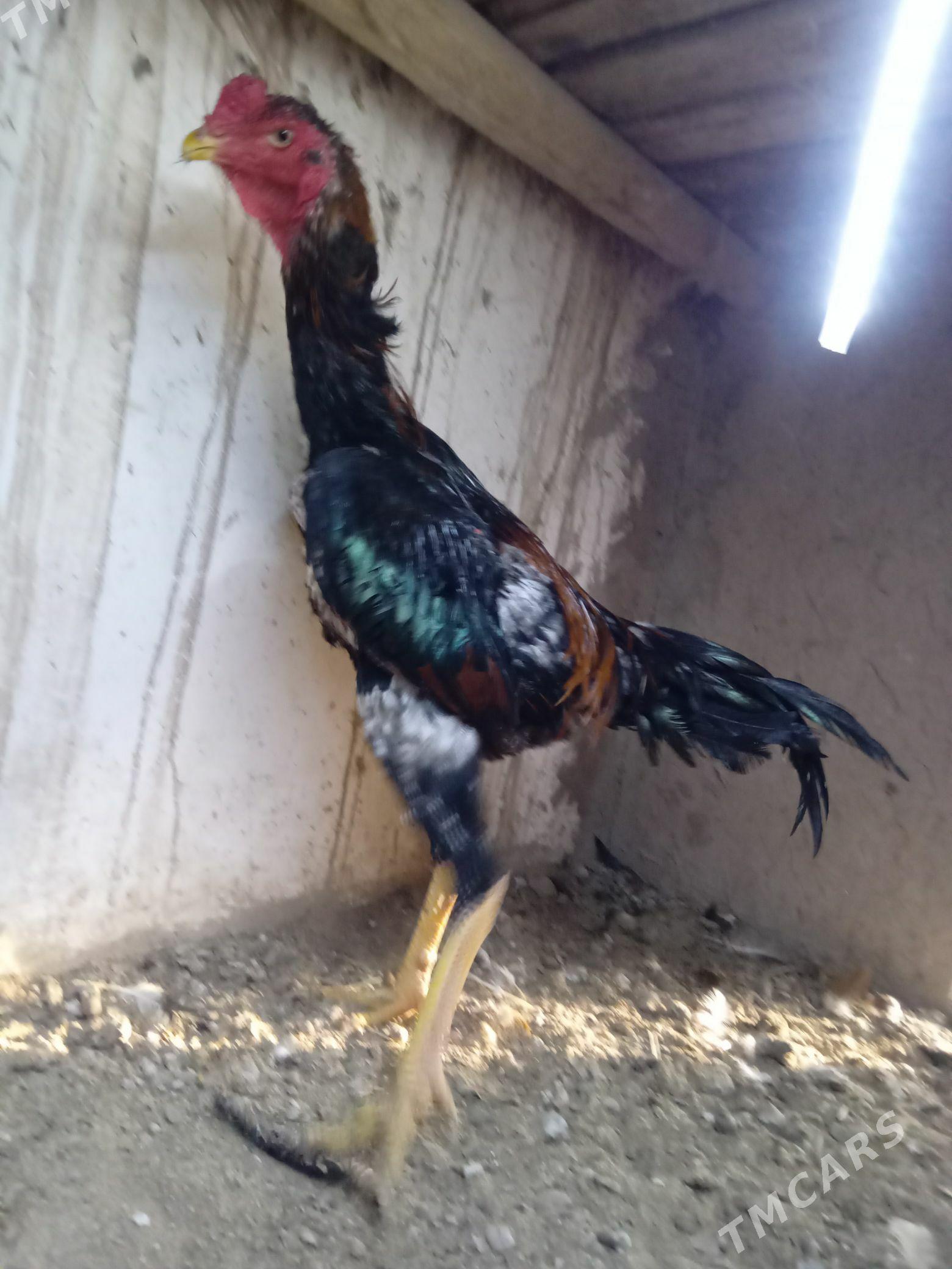 horaz - Шабатский этрап - img 5