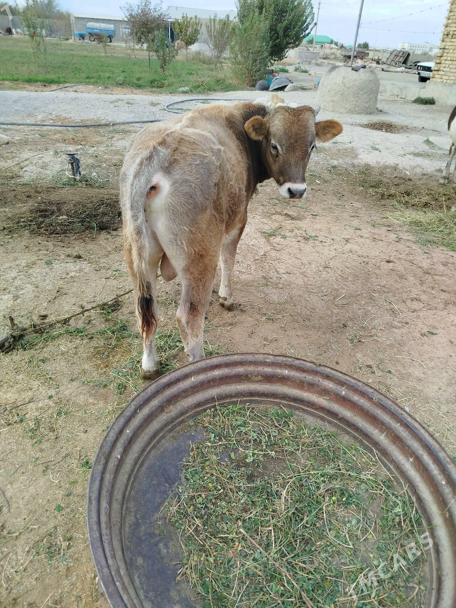 goleli sygyr - Bäherden - img 3