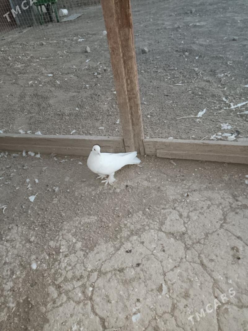 kepderi - Туркменабат - img 2