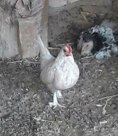 Karlik towyk - Гызыларбат - img 2